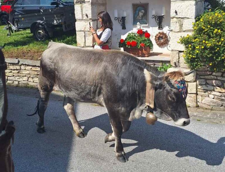 Geschmückte, graue Kuh beim Almabtrieb am Schutzengel Kirchtag in Kleinsölk.